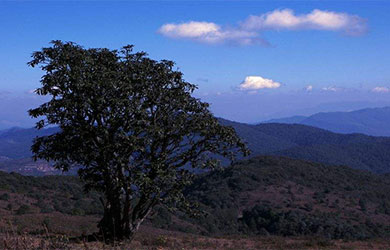 品牌策划公司告诉您怎样才能设计出有创意的品牌