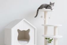 品牌策划设计驱动宠物用品行业创新升级